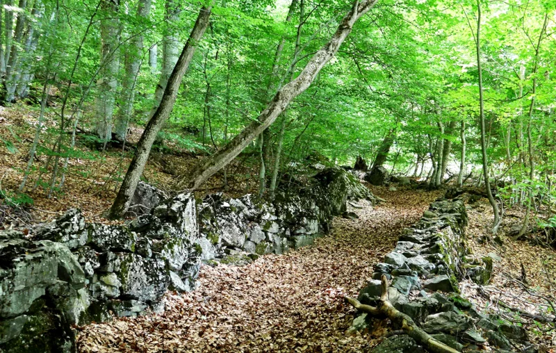 Randonnée Forêt de Pontis