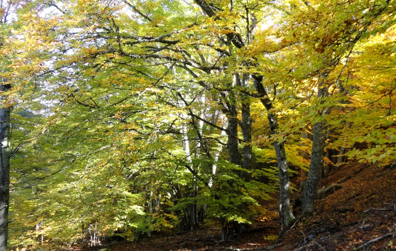 Randonnée Bois de Gierre