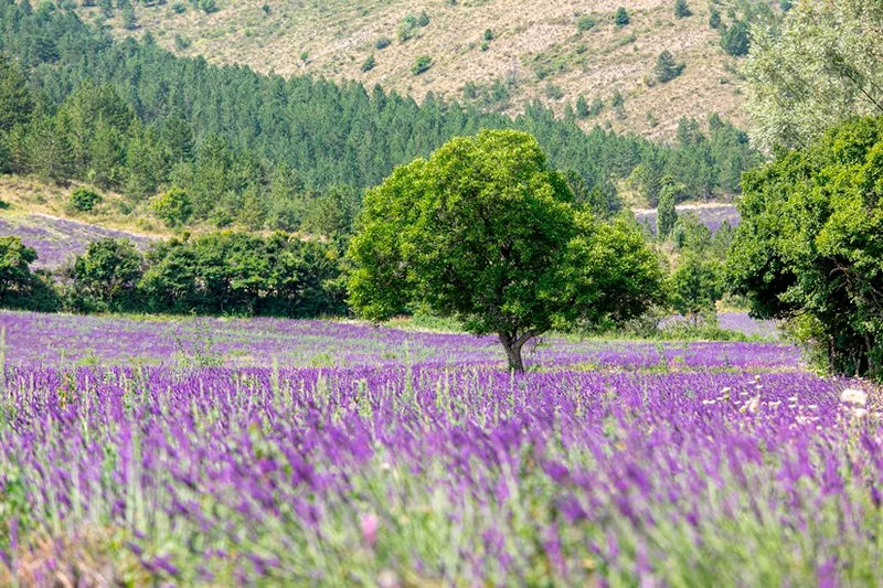 Randonnée Sentier de la biodiversité "La Lavande dans tous ses états" · Les Omergues