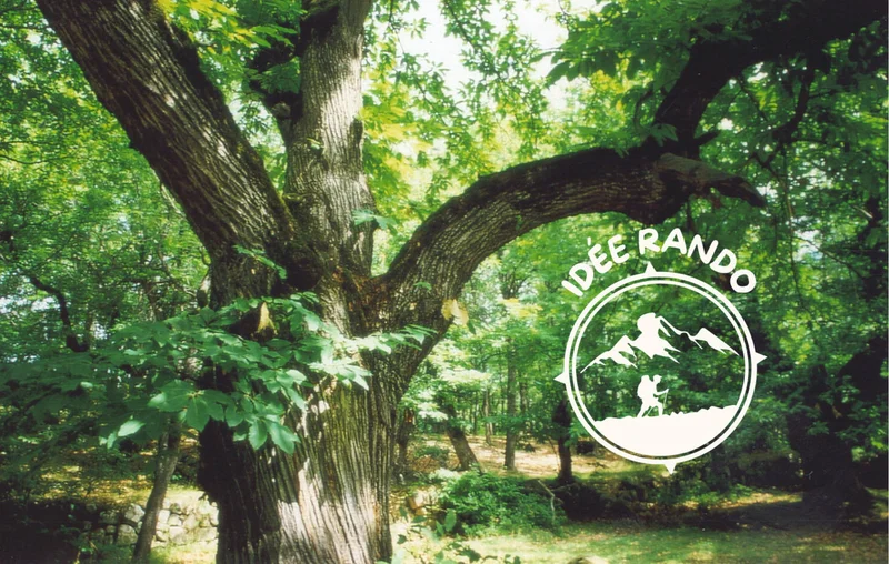 Randonnée Sentier découverte de la châtaigne