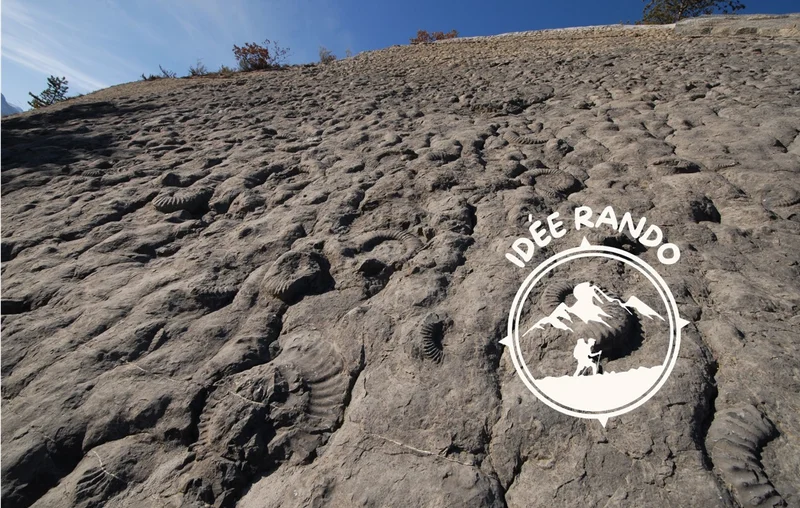 Randonnée Boucle de découverte de la dalle aux ammonites · Digne-les-Bains