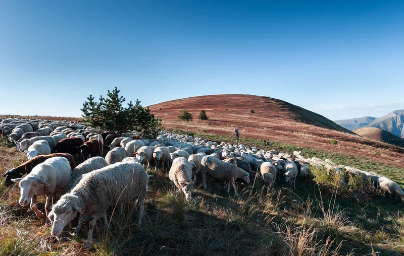 Randonnée La Routo (GR®69), dans les pas de la Transhumance