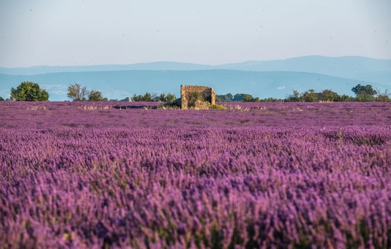 Randonnée La Routo (GR®69), le plateau de Valensole en 4 jours