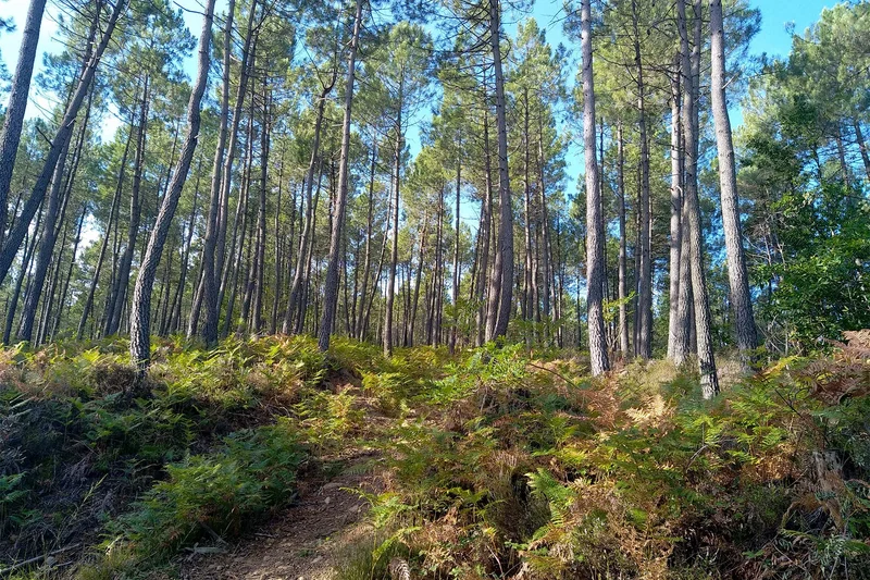 Randonnée Le Circuit des Gueules Noires
