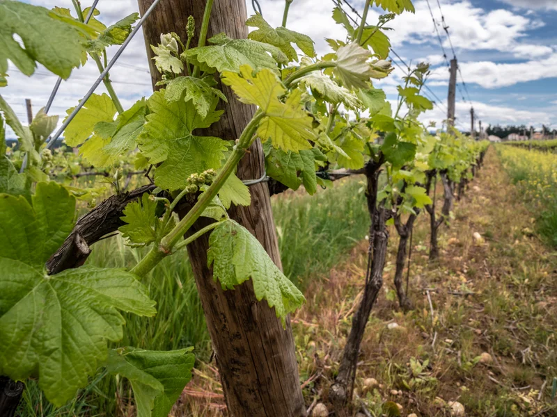 Randonnée Des îles aux vignes · Pont-de-l'Isère