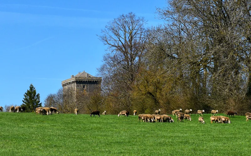 Randonnée Causse ou désert · Viala-du-Pas-de-Jaux