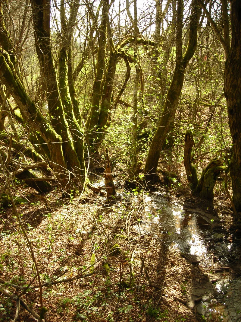 Randonnée Aux sources du Viaur