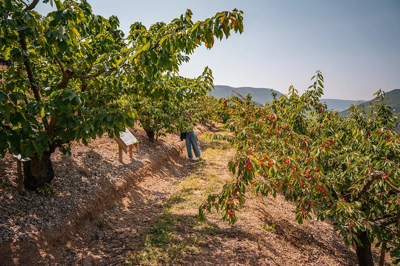 Randonnée Sentier de la Cerise · Paulhe