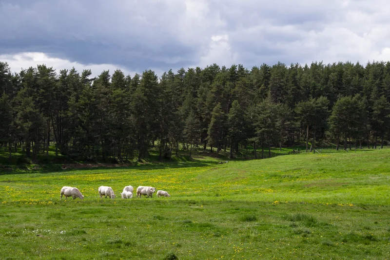 Randonnée Le Vallon de Sarroul - Parcours n°3