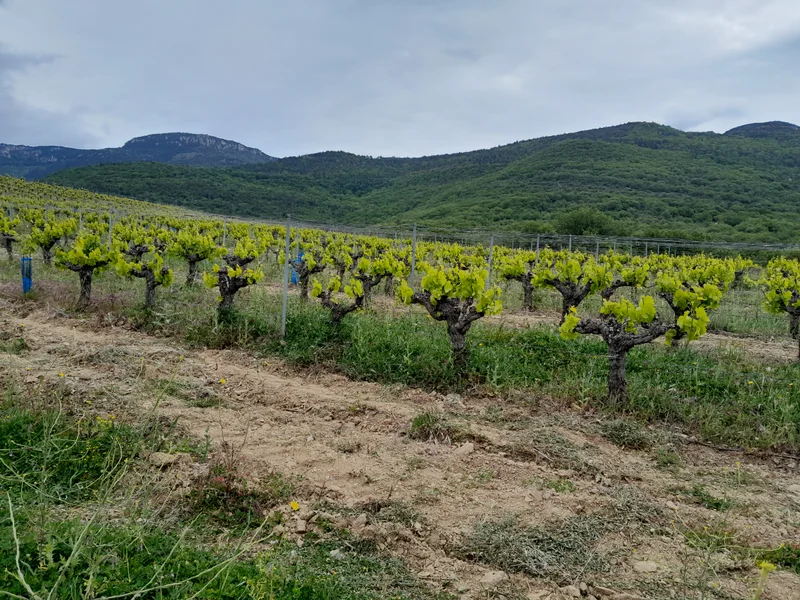 Randonnée Des bois de Homs et de Latude