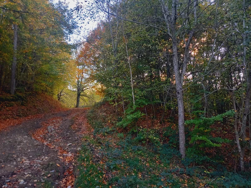 Randonnée Le gros Hêtre