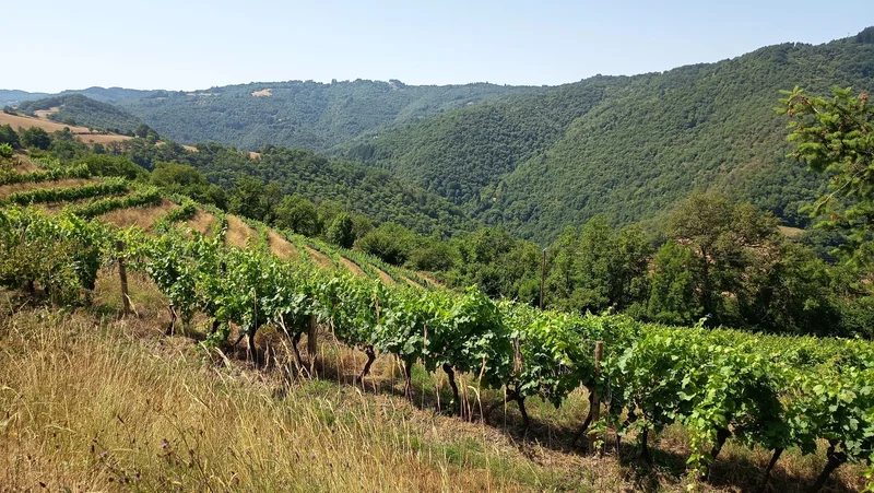 Randonnée Des coteaux à la vallée du Lot · Entraygues-sur-Truyère