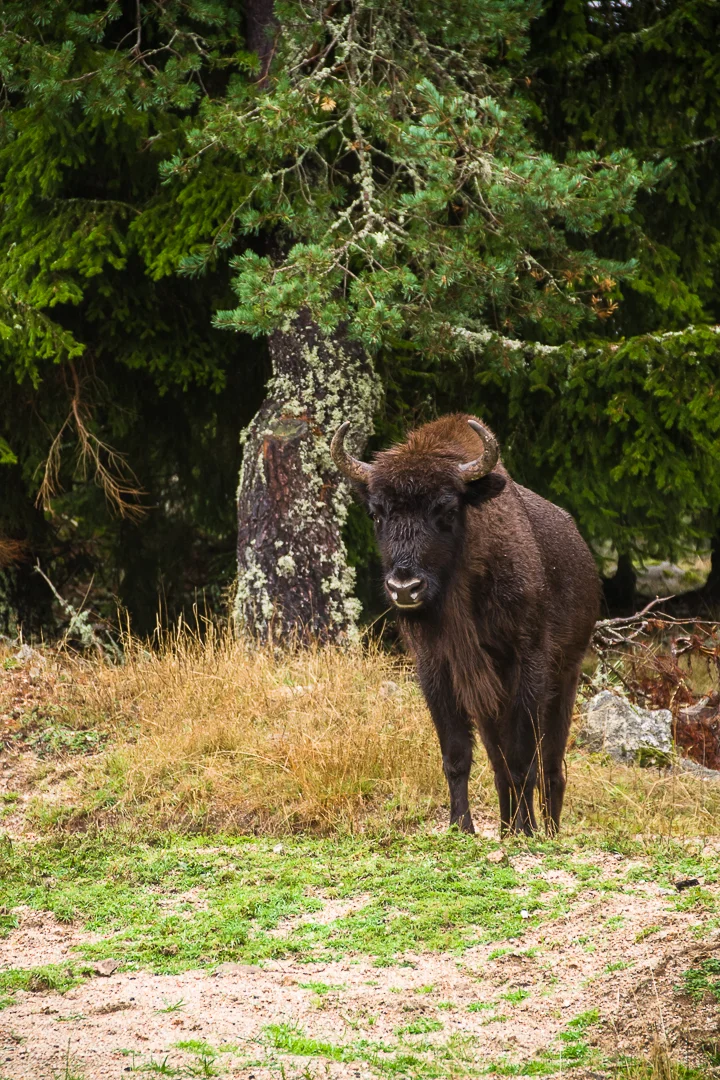 VTT Les Bisons d'Europe - VTT n°25