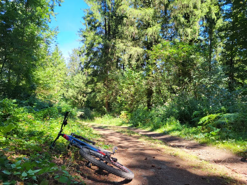 VTT VTT N°78 - Circuit forêt de l'Escandorgue