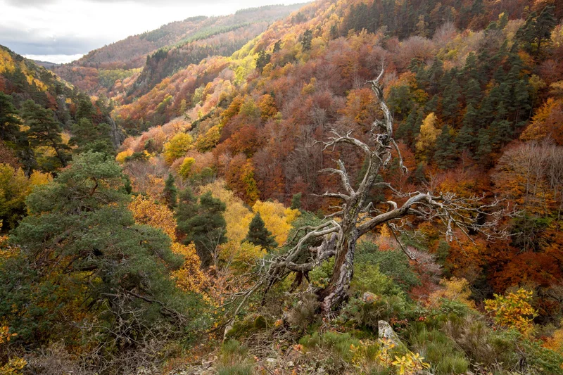 Vélo de route Le Challenge du Gévaudan