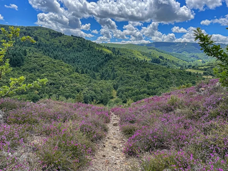 Trail Trail N°34 Brusque - Haut Dourdou