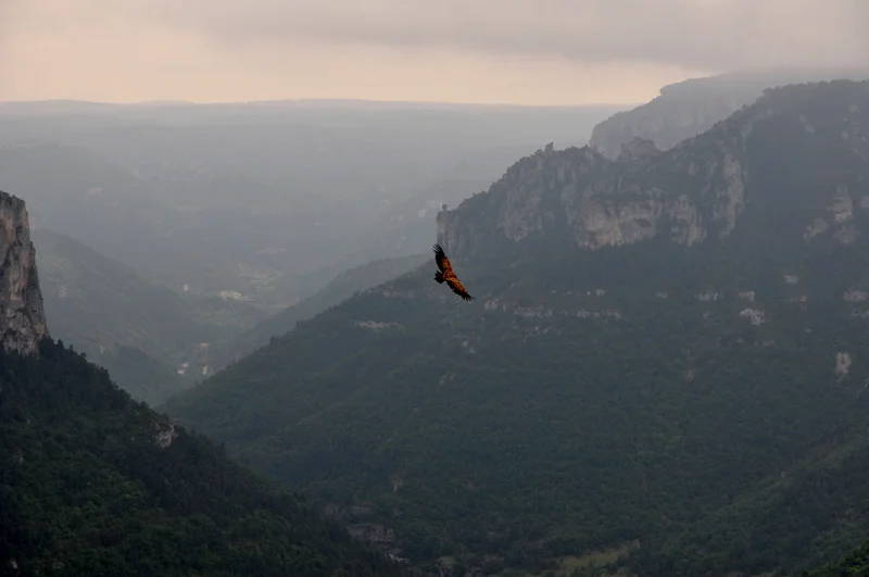 Trail Trail N°07 - La Cresse / Le Causse de Sauveterre