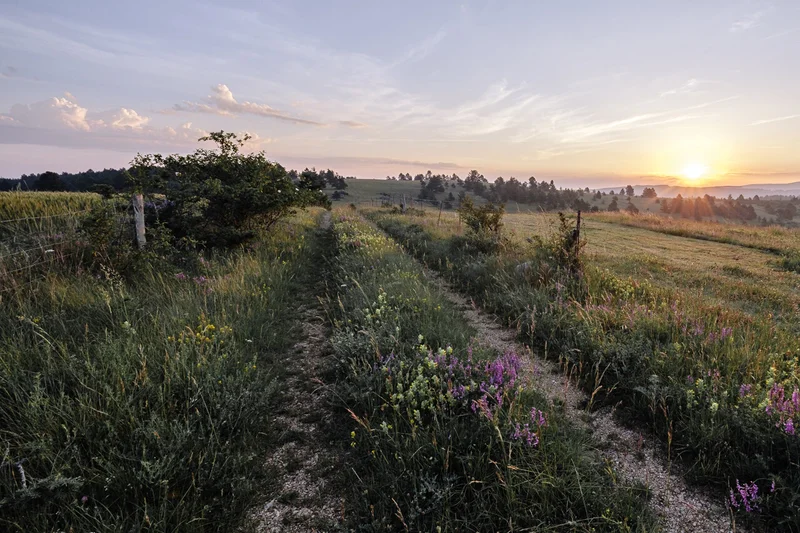 Trail La draille des troupeaux - Trail n°1