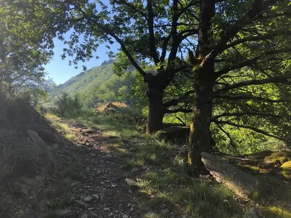 Trail Parcours Terra Trail n°10 Grand-Vabre