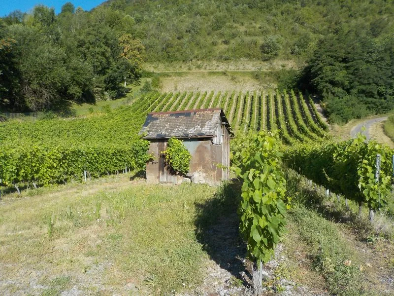 Randonnée La promenade des vignerons baujus