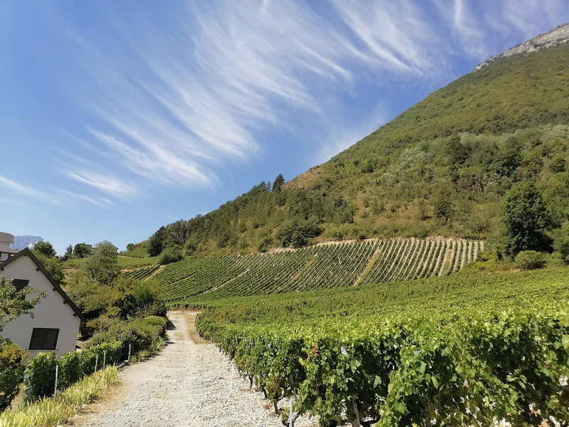 Randonnée Le Chemin des Vignes de Saint-Pierre-d'Albigny à Montmélian · Saint-Pierre-d'Albigny