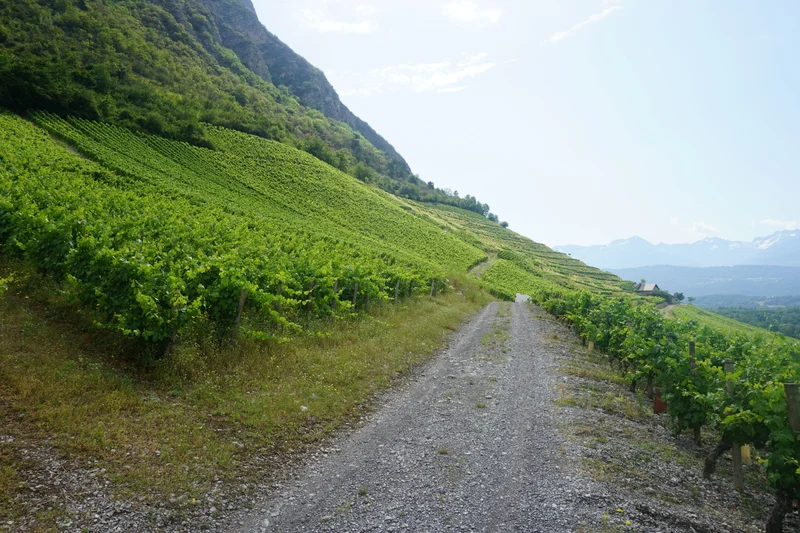 Randonnée Une année de vigneron