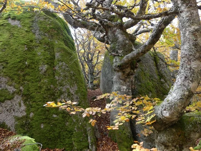 Randonnée A la découverte de la forêt magique