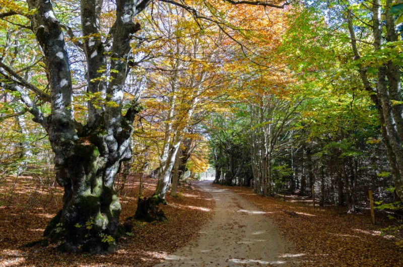 VTT Bois de la Méjarié - VTT n°8