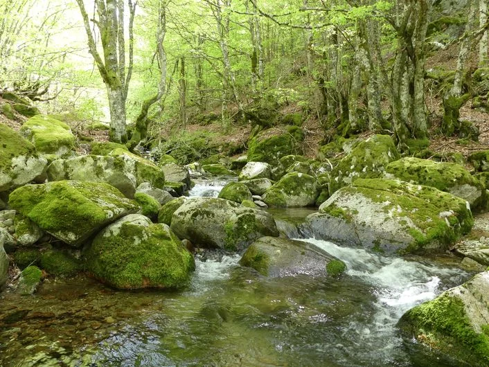 Randonnée La forêt de l'Aigoual