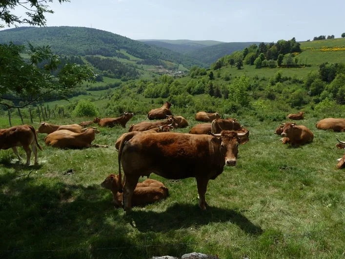 Randonnée Mazel, station Mt Lozère