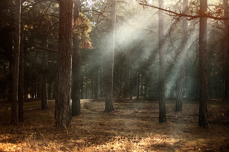 Randonnée Bois de Pelloufet