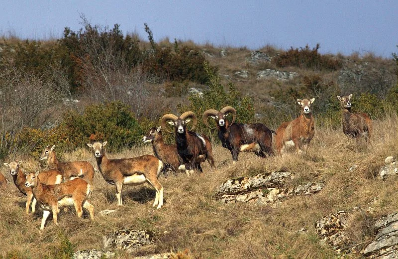 Randonnée Sur les traces du mouflon