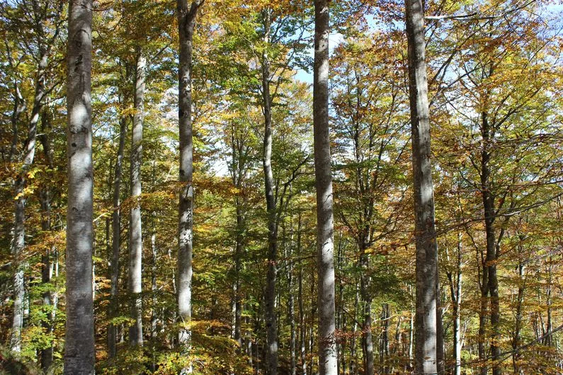 Randonnée Le sentier de la Hêtraie