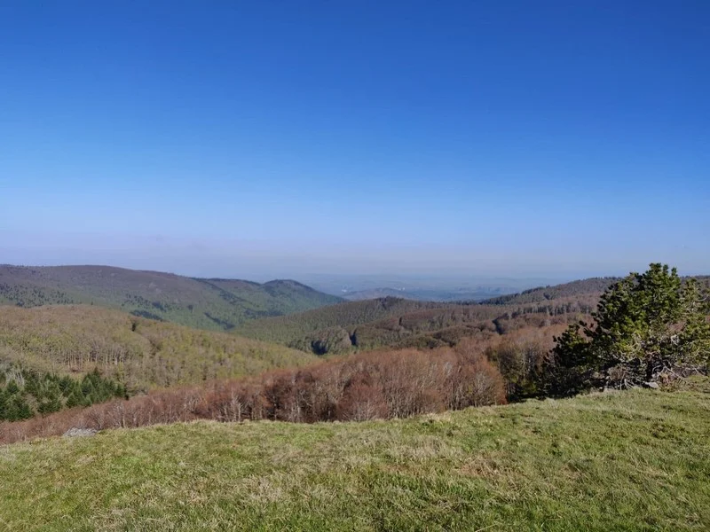 Trail Tour de la sapinière (Trail)