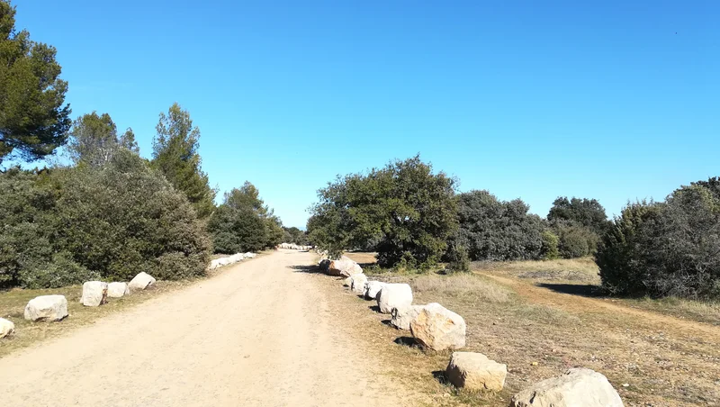Randonnée SAINT-RÉMY-DE-PROVENCE - À la rencontre des oiseaux de la Petite Crau