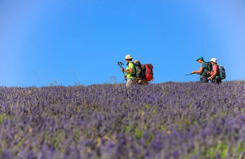 Randonnée AUREL - Terre de lavande