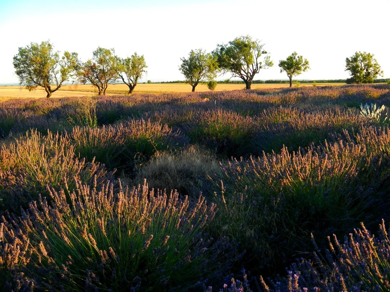 Randonnée VALENSOLE - La Trinité · Valensole