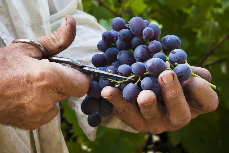 Randonnée CUCURON - Sentier vigneron · Cucuron