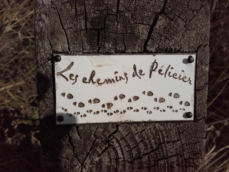 Randonnée MANOSQUE - Les chemins de la forêt de Pélicier