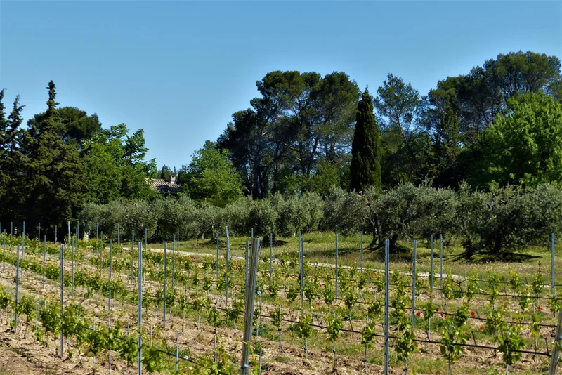 Randonnée SAINT-RÉMY-DE-PROVENCE - La grosse Galine
