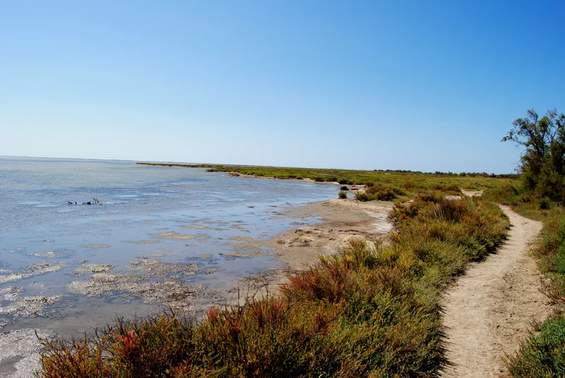Randonnée SAINTES- MARIES-DE-LA-MER - Entre les deux bras du Rhône · Saintes-Maries-de-la-Mer