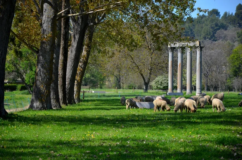 Randonnée RIEZ - Les Colonnes Romaines · Riez
