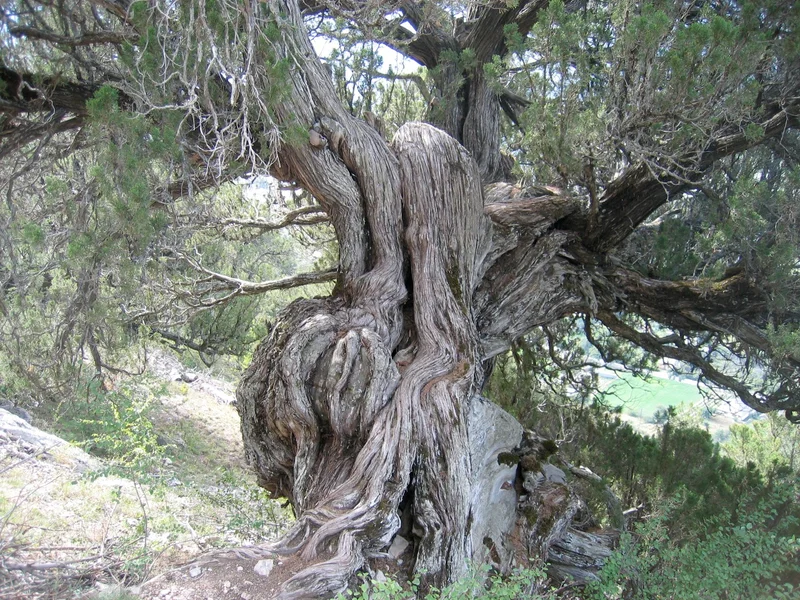 Randonnée SAINT-CREPIN - Sentier des genévriers thurifères