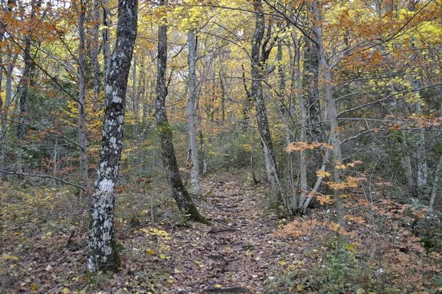 Randonnée PLAN D'AUPS SAINTE-BAUME - Le sentier Merveilleux