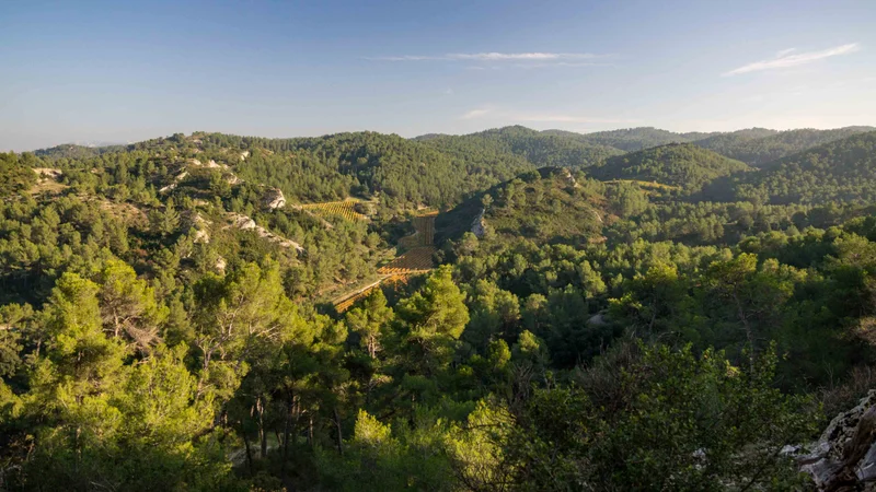 Randonnée SAINT-ÉTIENNE-DU-GRÈS - La grande pinède des Alpilles