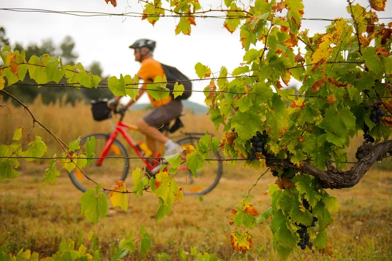 Vélo de route LA TOUR D'AIGUES - À vélo, la vigne au gré des saisons