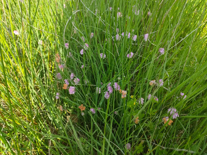 Randonnée Aurignac "Sentier des Bruyères" · Aurignac