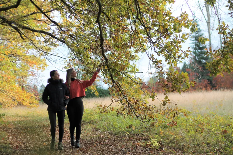 Randonnée Sentier de l'Arboretum - forêt de Cardeilhac (0) · Cardeilhac
