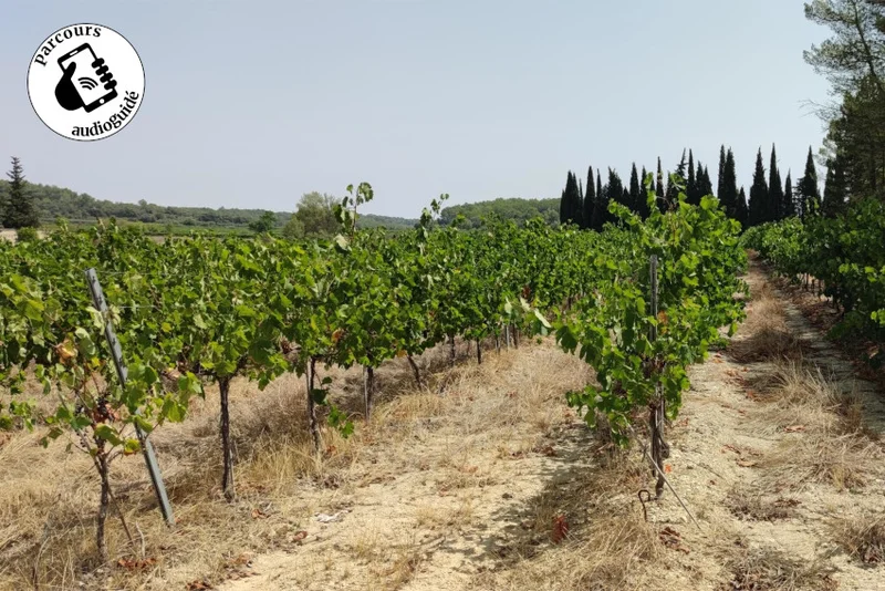Randonnée Balade sur le terroir de l’AOP Languedoc-Sommières