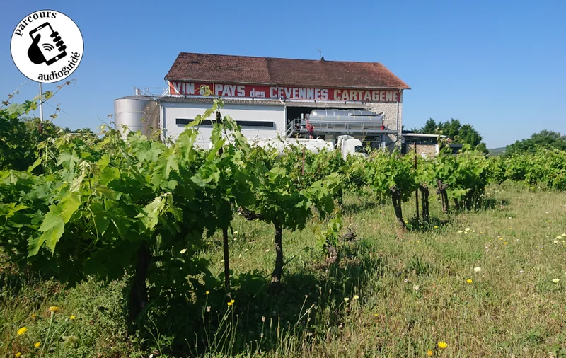 Randonnée Balade sur le terroir IGP Cévennes